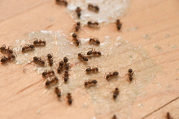 Wasp Removal Services in Bayou Lourse, LA